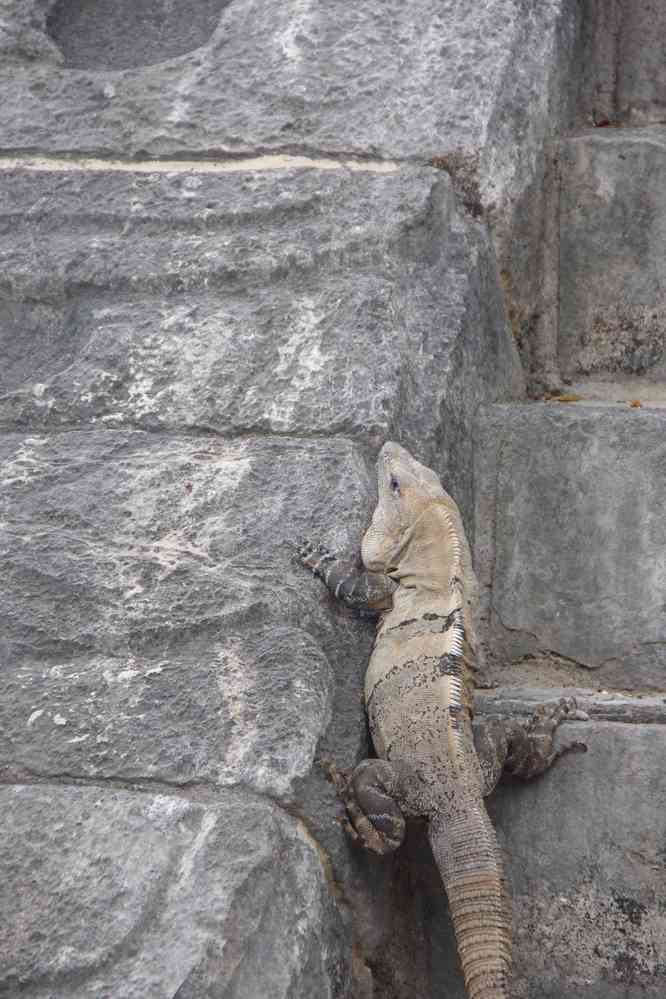 Chichén Itzá (iguane), le 27 janvier 2016