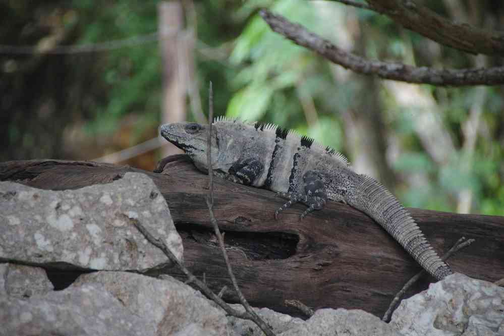 Chichén Itzá (iguane), le 27 janvier 2016