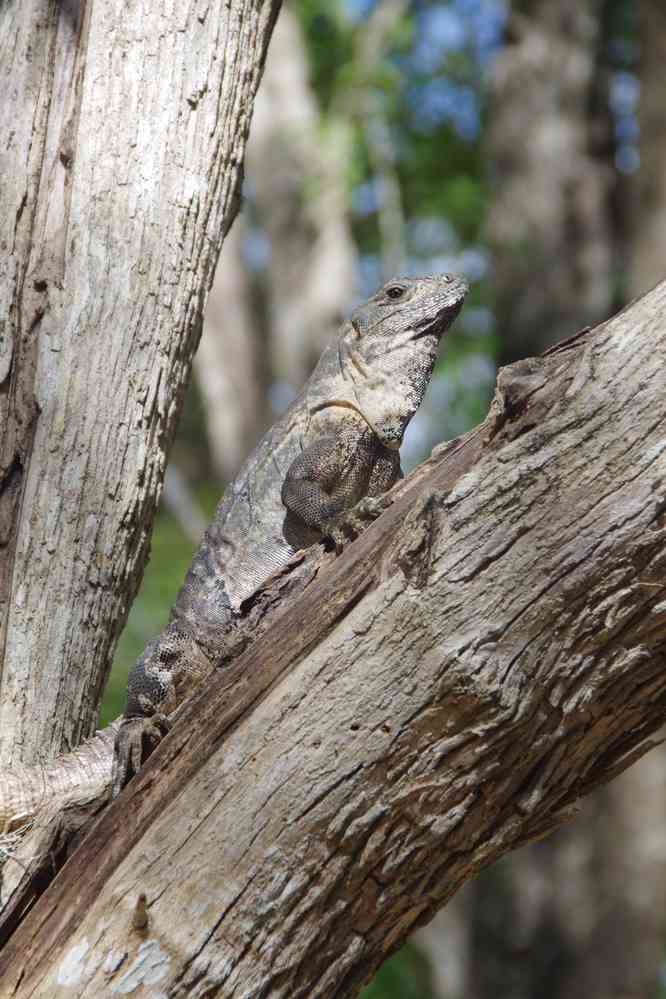 Chichén Itzá (iguane), le 27 janvier 2016