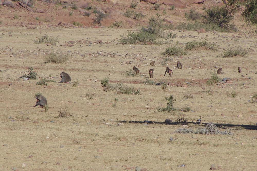 Singes dans le Guéralta, le 11 janvier 2017