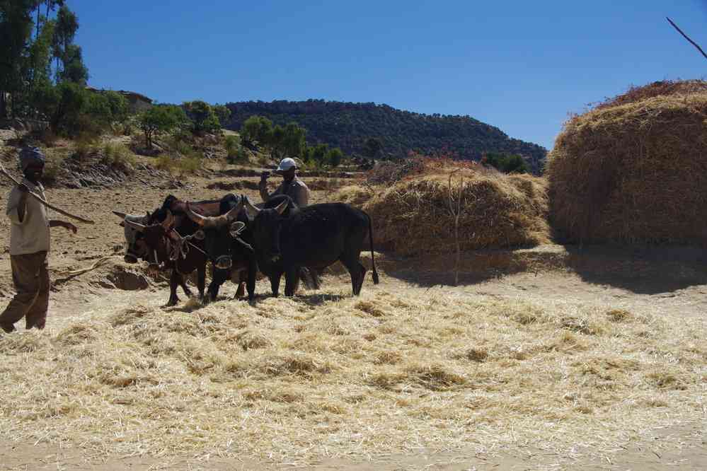 Trek dans le Guéralta. Dépiquage des céréales, le 11 janvier 2017