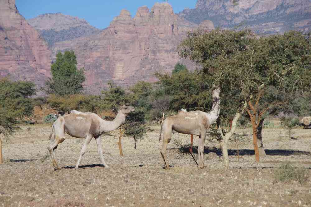 Dromadaires près du camp de Dughum, le 13 janvier 2017