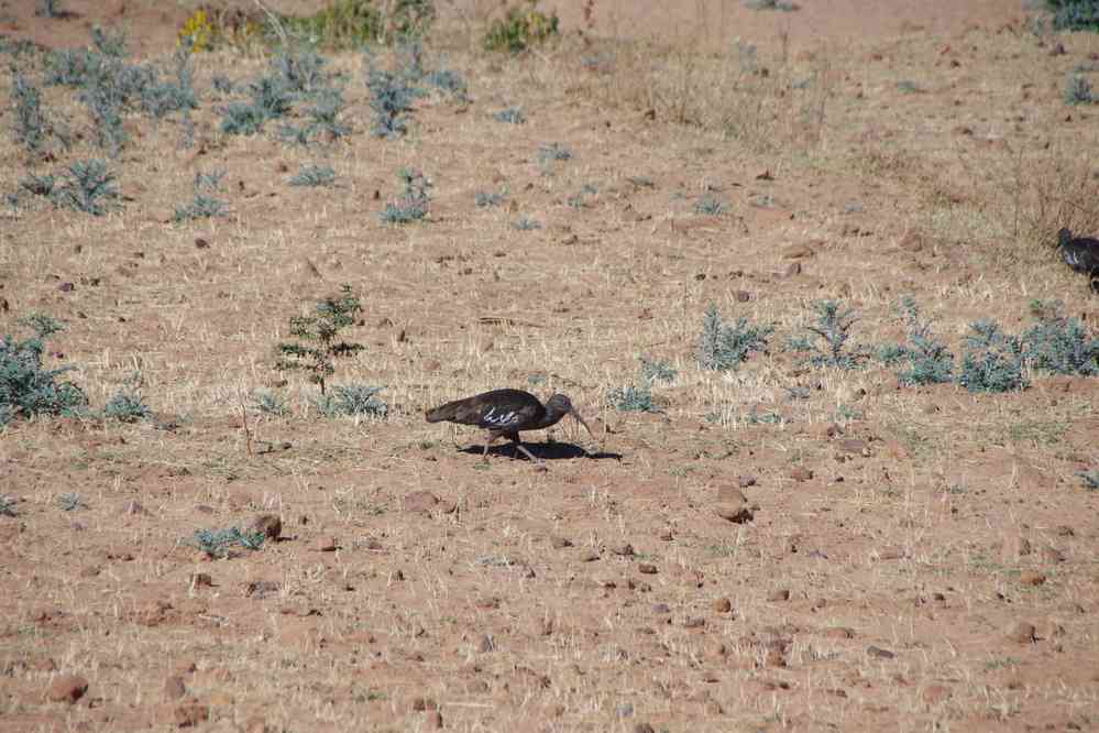 Trek dans le Guéralta. Ibis gris, le 13 janvier 2017