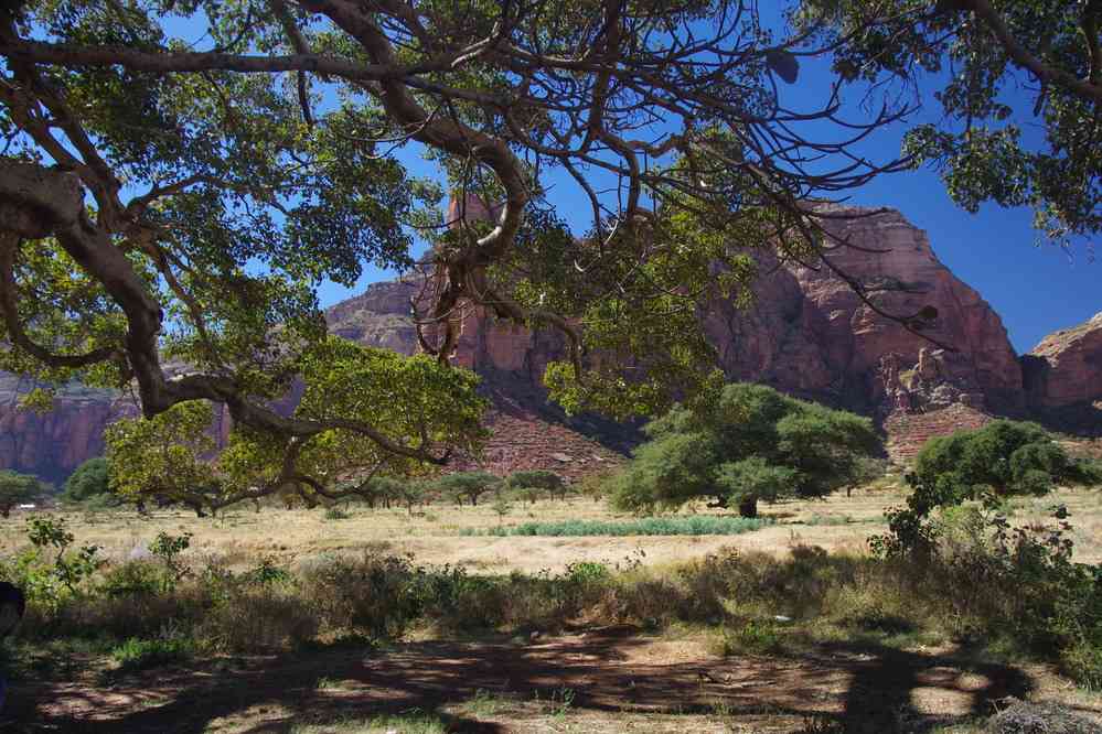 Arbre géant dans le Guéralta, le 13 janvier 2017