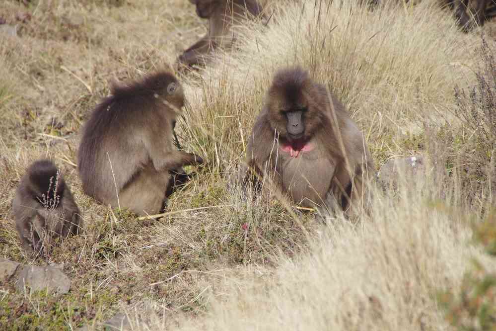 Babouins gélada dans le Simien, le 16 janvier 2017