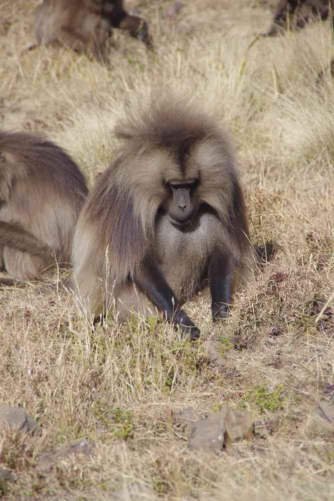 Babouins gélada dans le Simien, le 16 janvier 2017