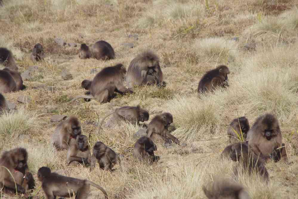 Babouins gélada dans le Simien, le 16 janvier 2017