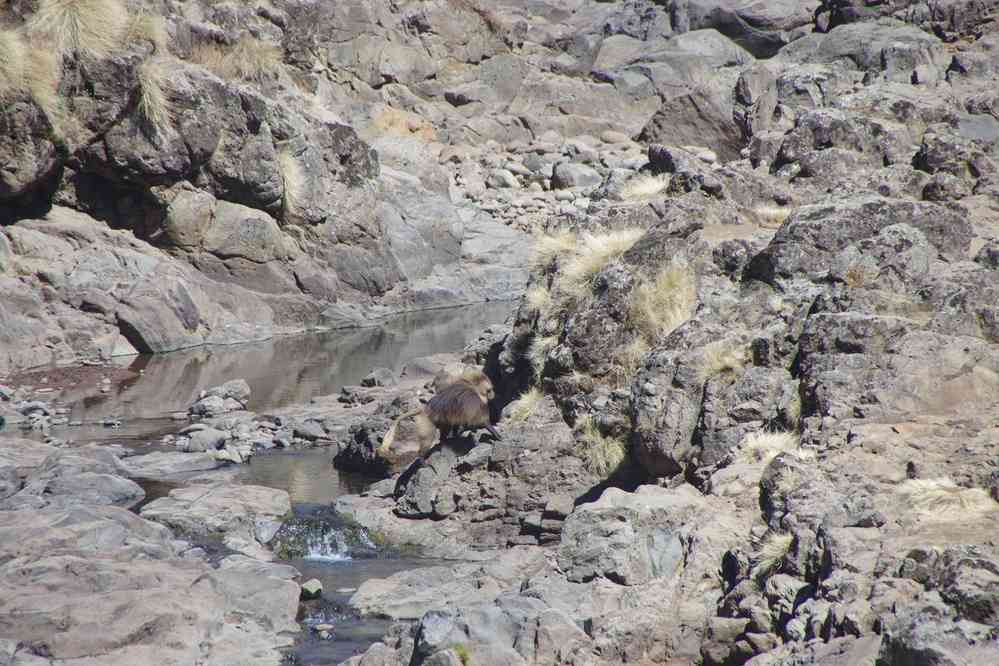 Trek dans le Simien (babouins gélada près du pique-nique), le 17 janvier 2017