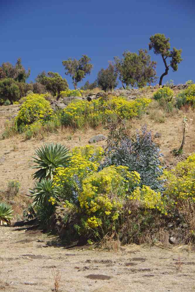 Trek dans le Simien (montée en direction du camp de Geech), le 17 janvier 2017