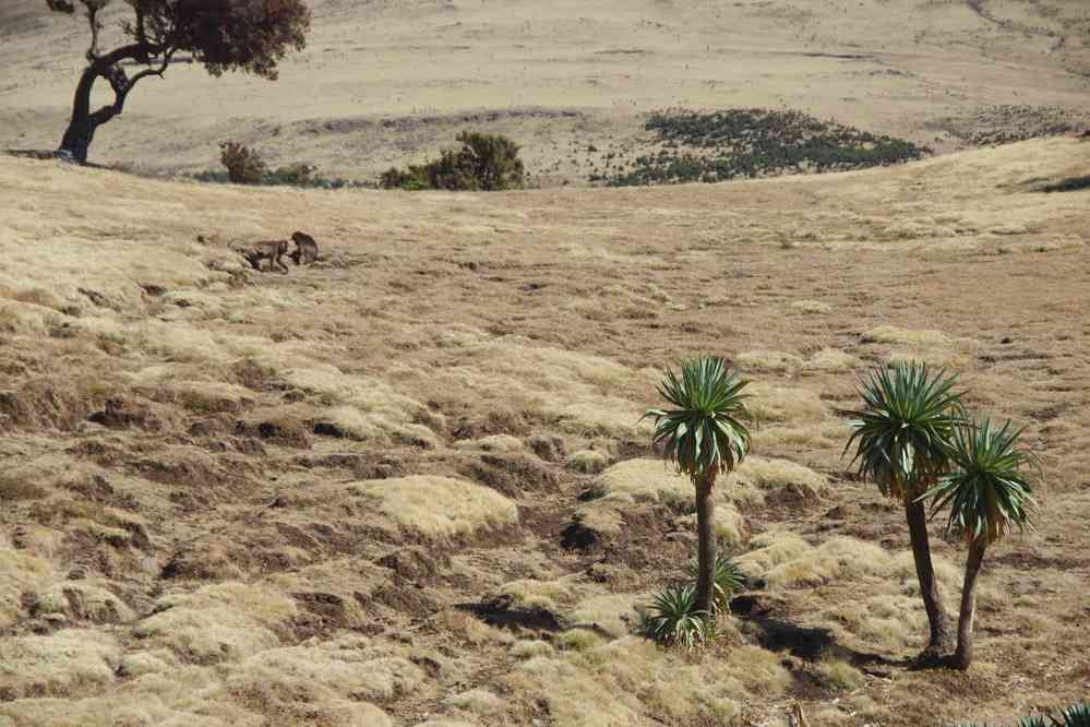 Trek dans le Simien (lobélies géantes près de Geech), le 17 janvier 2017