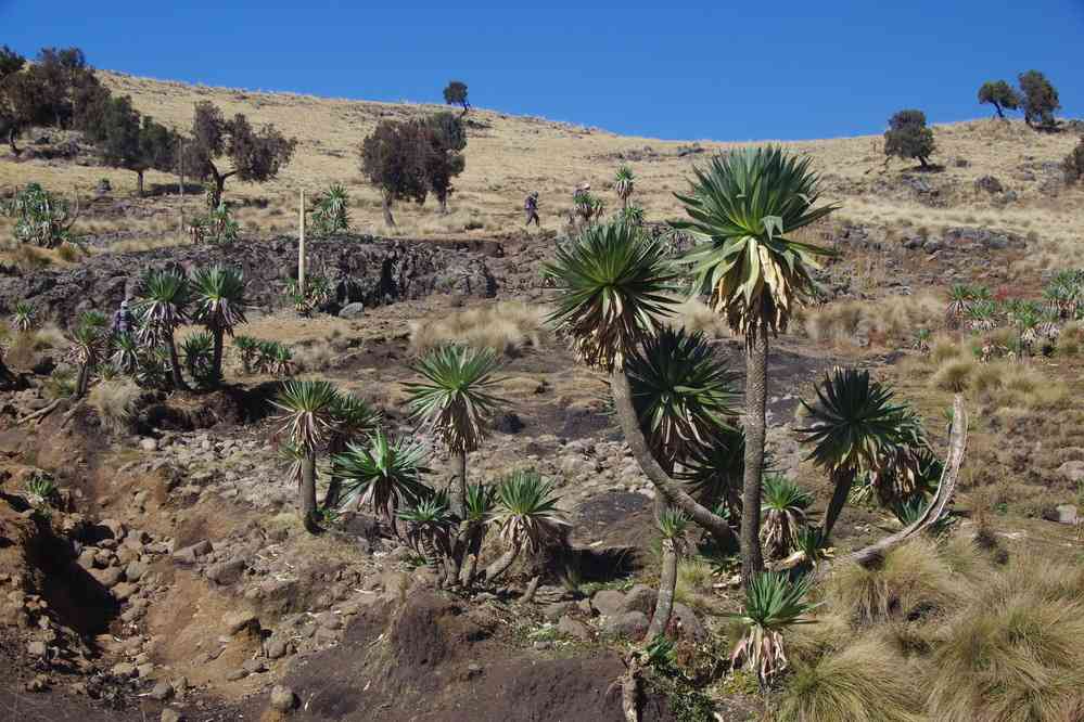 Trek dans le Simien (lobélies géantes près de Geech), le 17 janvier 2017