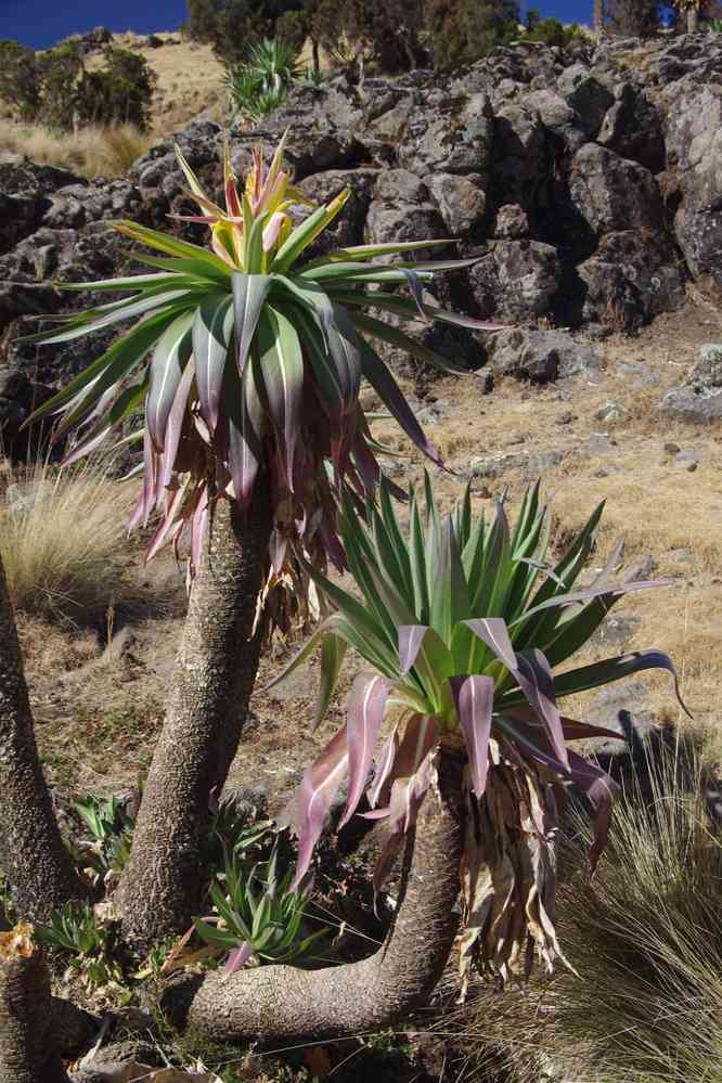 Trek dans le Simien (lobélies géantes près de Geech), le 17 janvier 2017