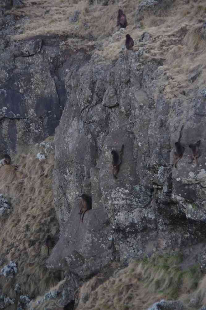 Trek dans le Simien (mont Kedadit) : les babouins se réfugient dans la paroi pour la nuit, le 17 janvier 2017