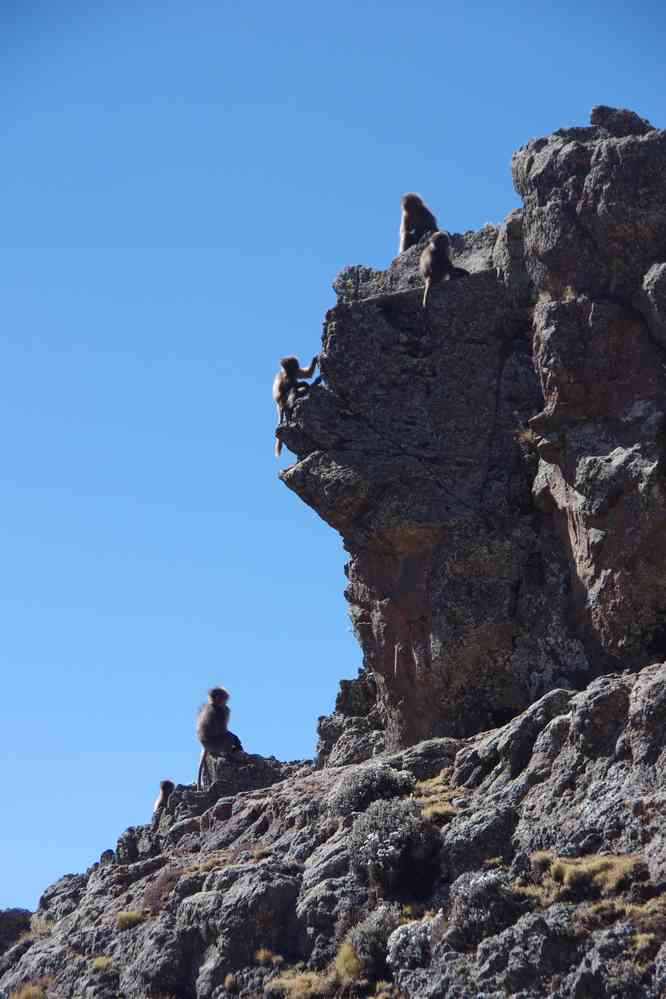 Babouins gélada au-dessus du col de Bwahit, le 19 janvier 2017