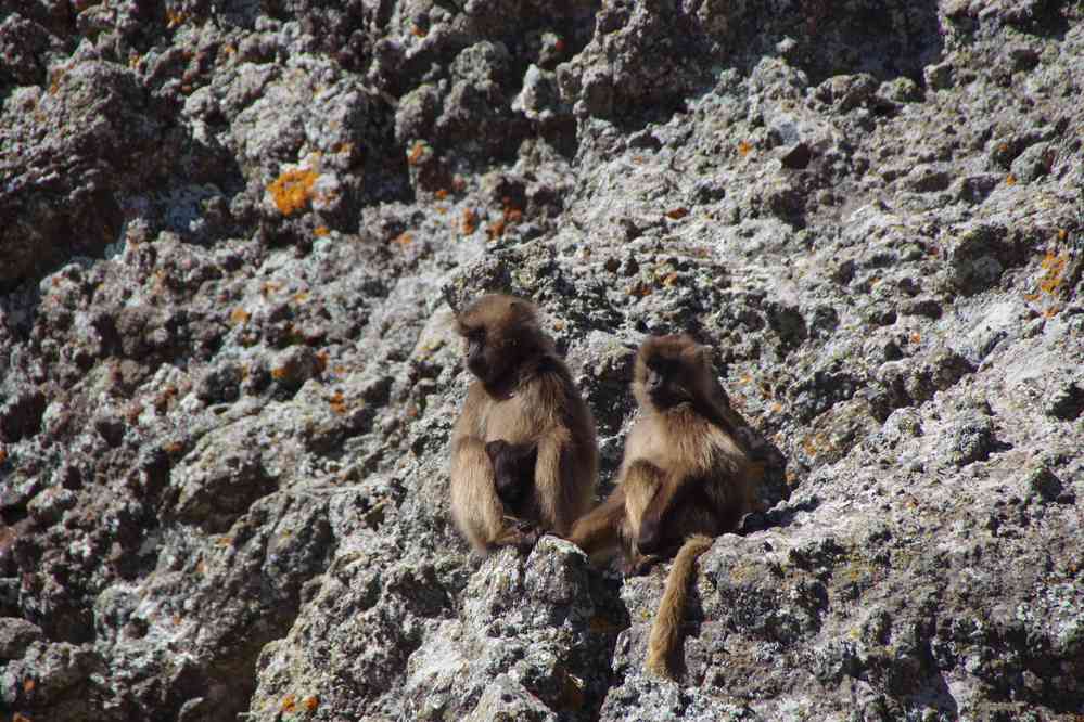 Babouins gélada au-dessus du col de Bwahit, le 19 janvier 2017