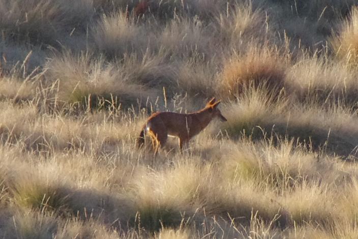 Loup d’Abyssinie à proximité du camp de Geech, le 18 janvier 2017