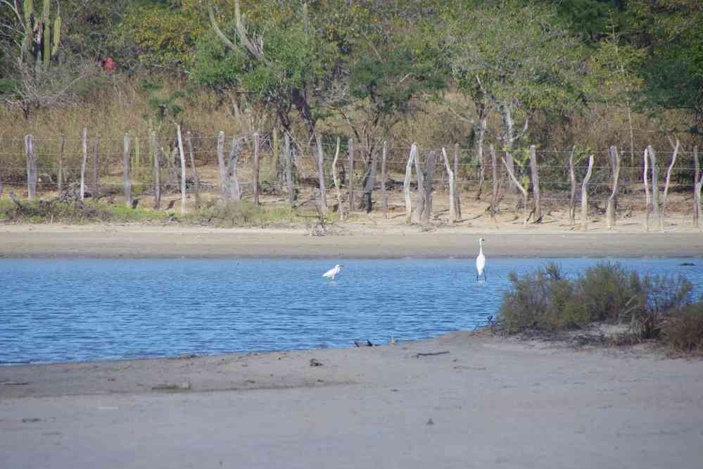 Observation ornithologique sur les rives de la Laguna Grande, le 24 janvier 2018