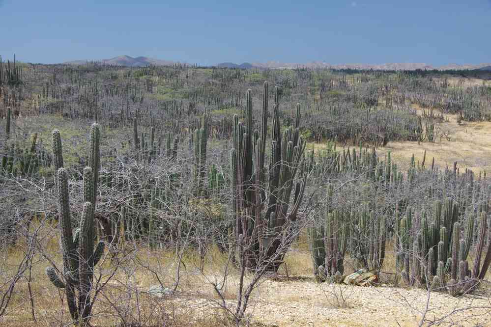 Paysage de cactus, le 25 janvier 2018