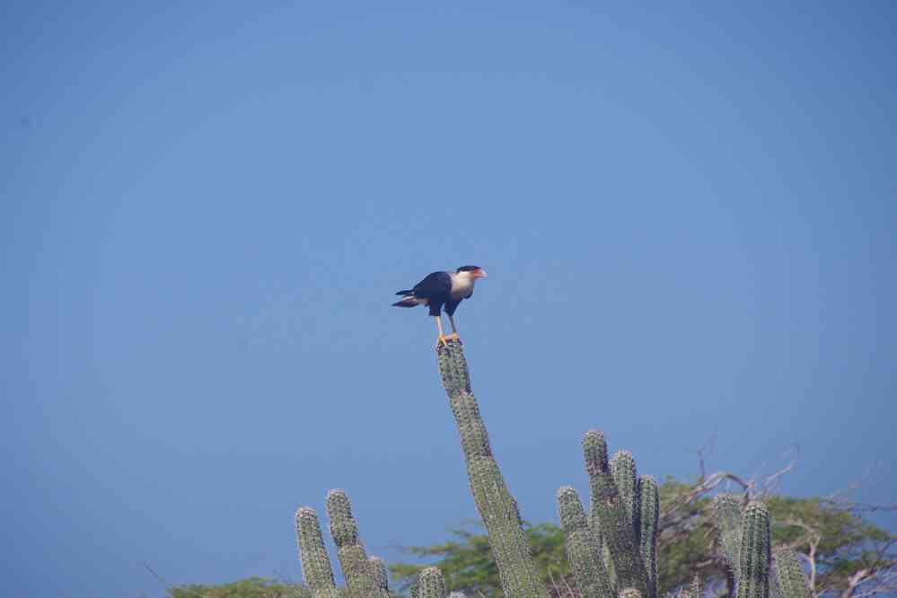 Rapace, le 26 janvier 2018