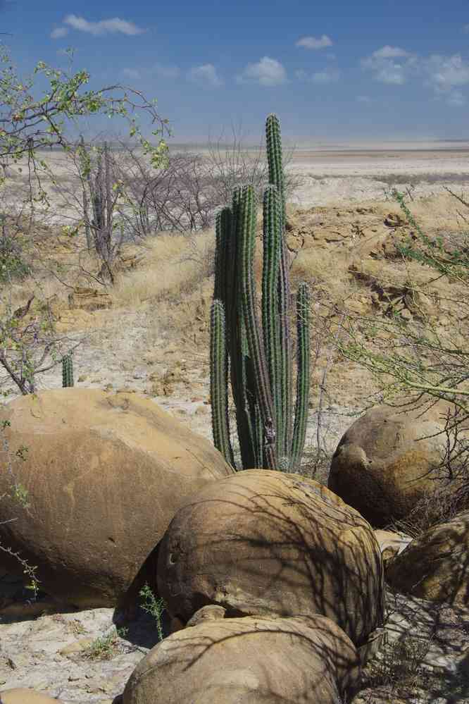 Beau cactus, le 28 janvier 2018