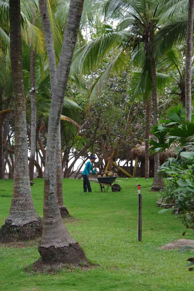 Les employés de l’hôtel sécurisent les cocotiers, le 29 janvier 2018