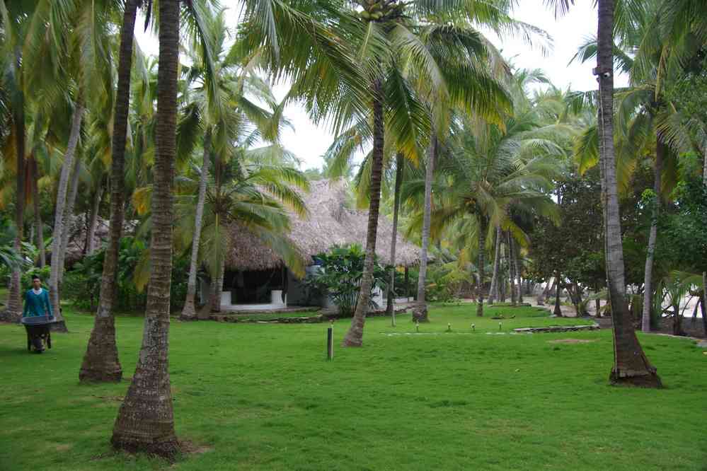 Les employés de l’hôtel sécurisent les cocotiers, le 29 janvier 2018