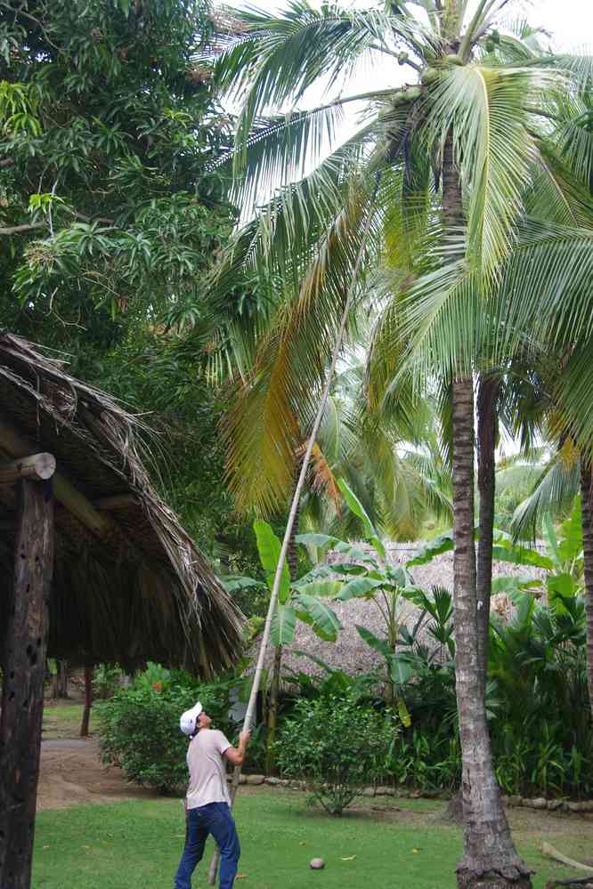 Les employés de l’hôtel sécurisent les cocotiers, le 29 janvier 2018