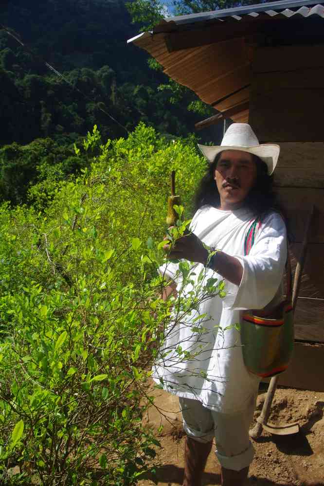 À gauche une plantation de COCA, le 30 janvier 2018