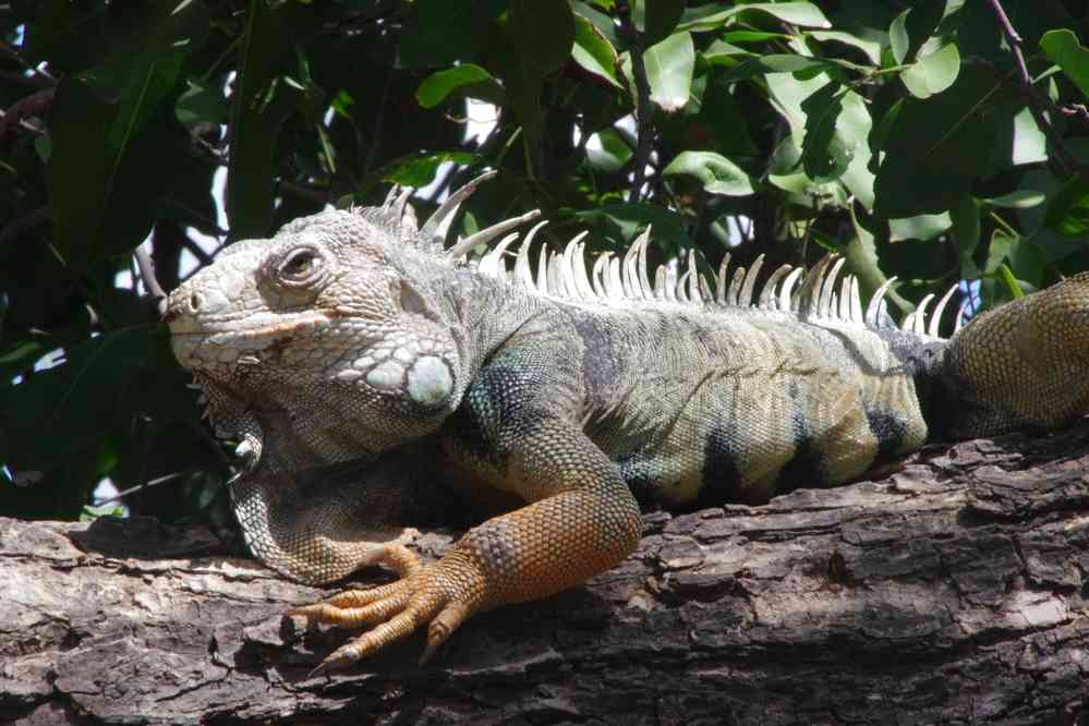 Carthagène-des-Indes : iguane dans le parc du Centenaire, le 3 février 2018