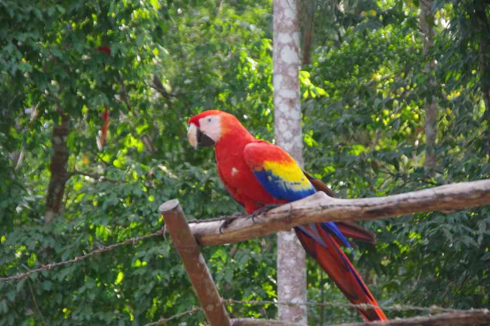 Site archéologique de Copán, le 17 février 2020