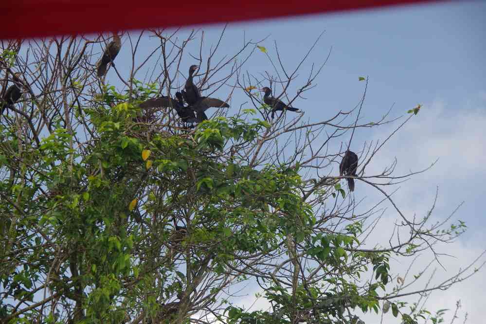 Île aux oiseaux, le 19 février 2020