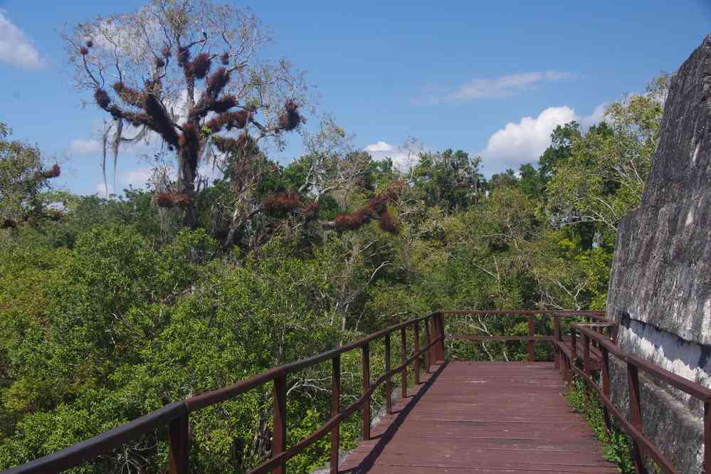 Tikal : temple II, le 21 février 2020