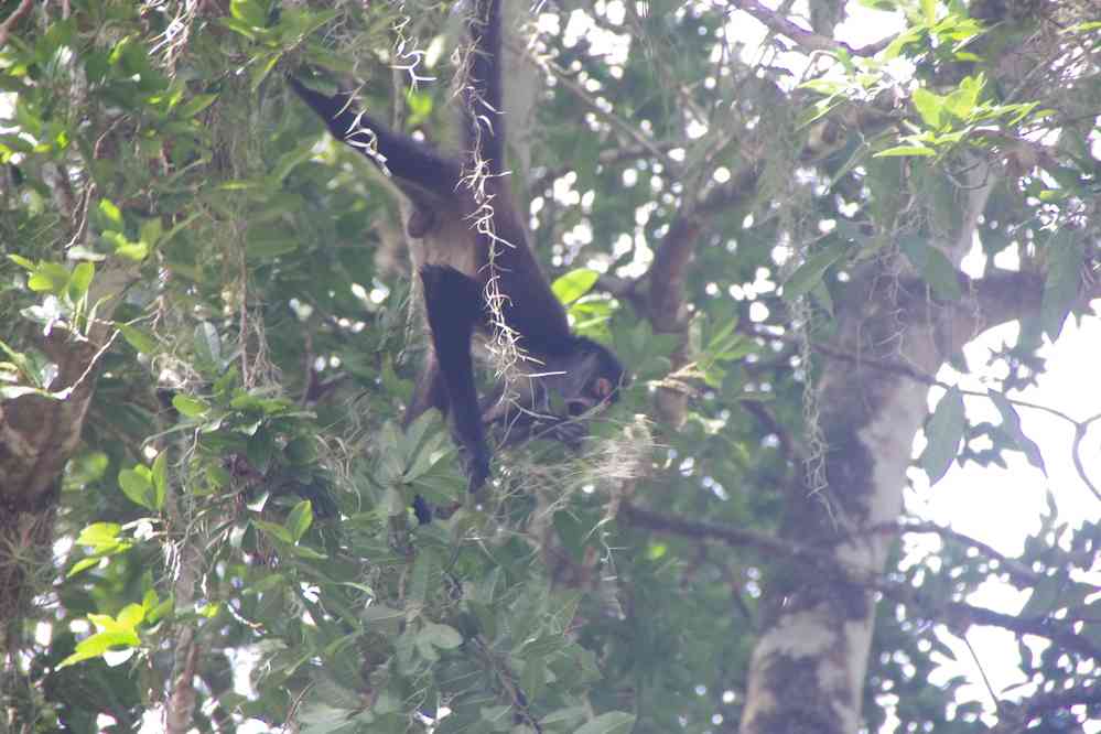 Tikal : singe-araignée, le 21 février 2020