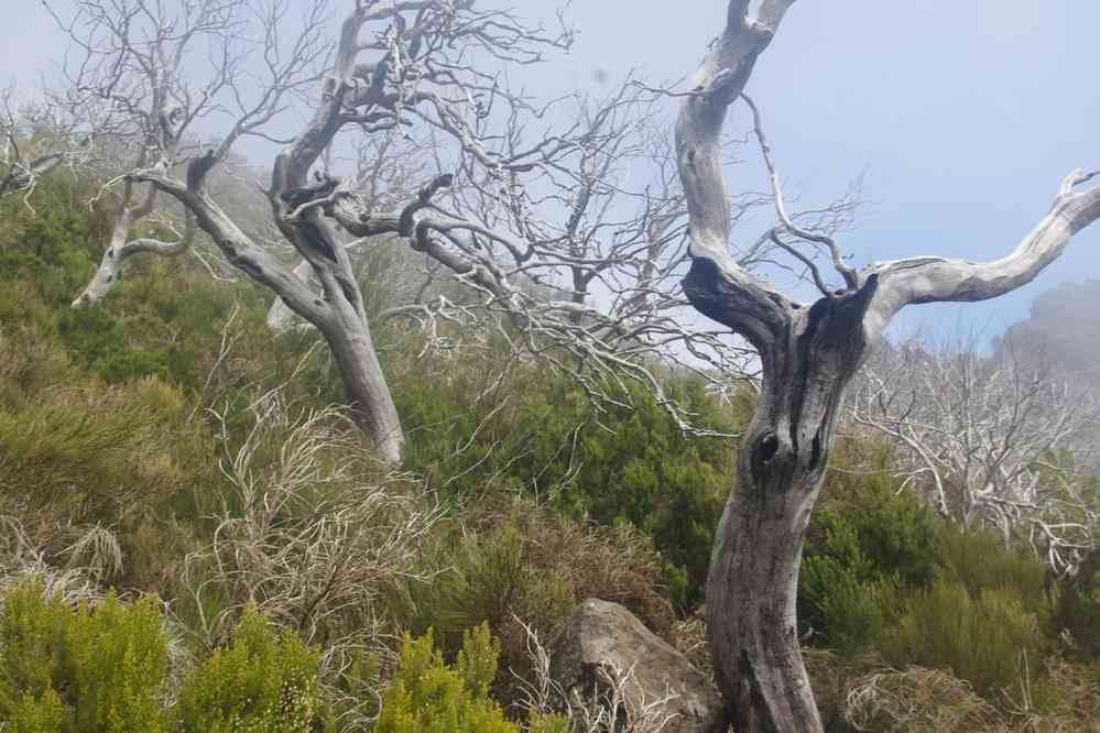 Du pico Ruivo au pico do Arieiro, le 5 mai 2022