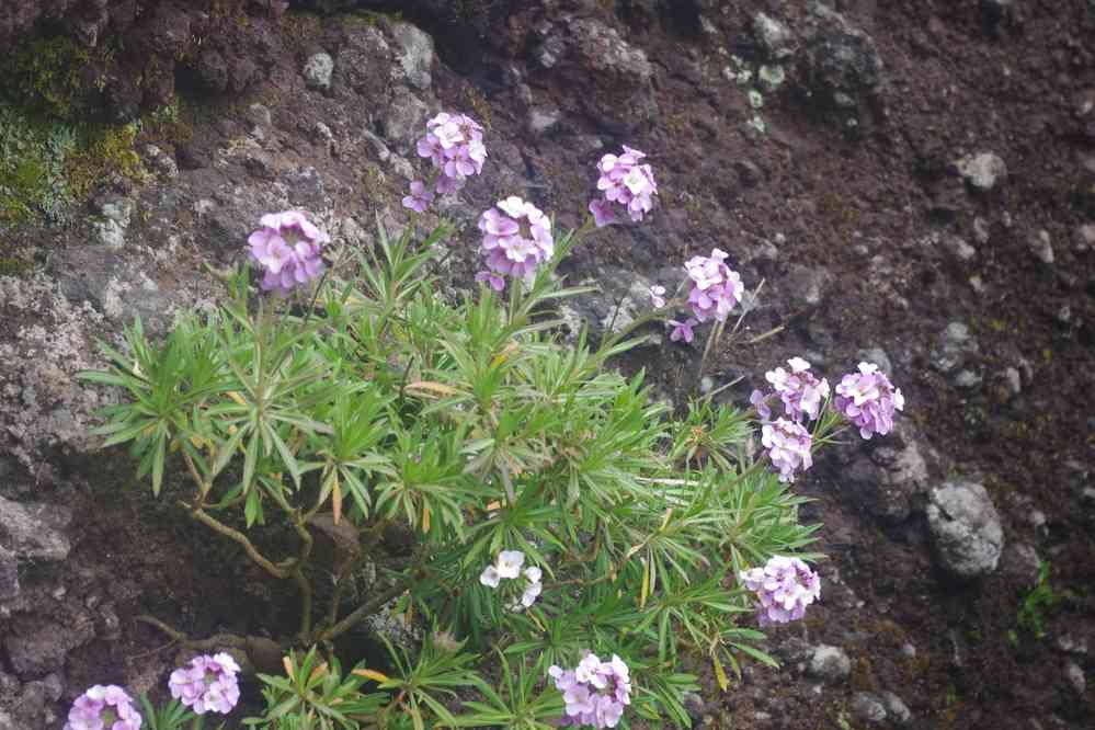 Du pico Ruivo au pico do Arieiro, le 5 mai 2022