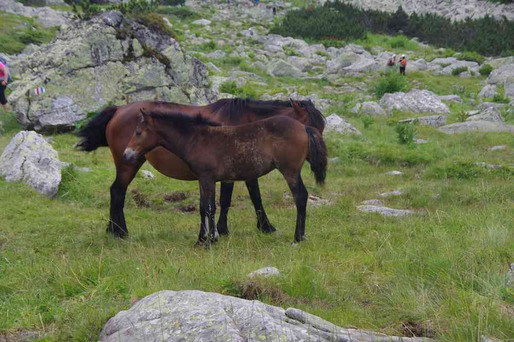 Descente du Maliovitza (Мальовица), le 21 juillet 2019