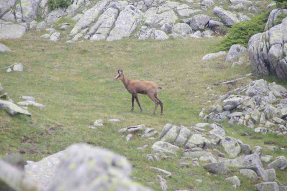 Chamois, le 25 juillet 2019