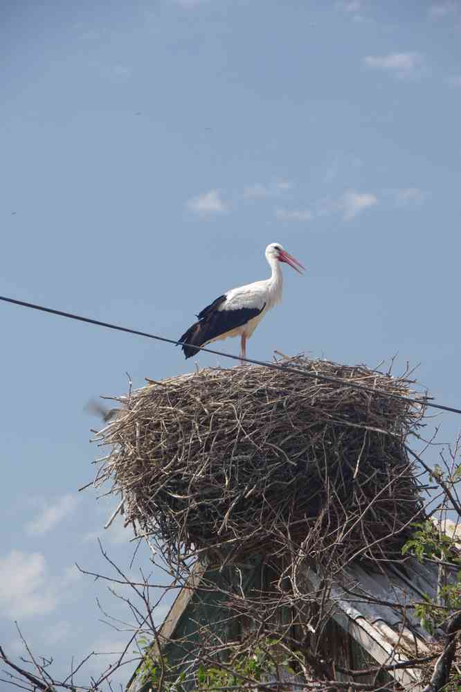 Cigogne avant Ninotsminda (ნინოწმინდა Նինոցմինդա). Epremovka ou Gorelovka (on est bien plus avancé...), le 5 août 2017