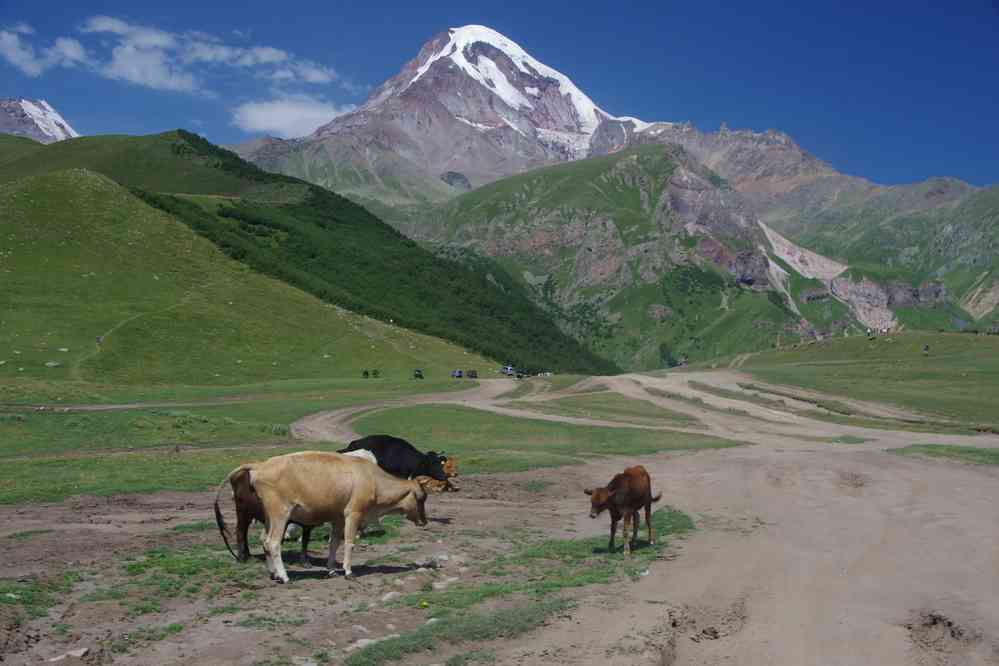 Vaches au milieu de la piste, le 7 août 2017