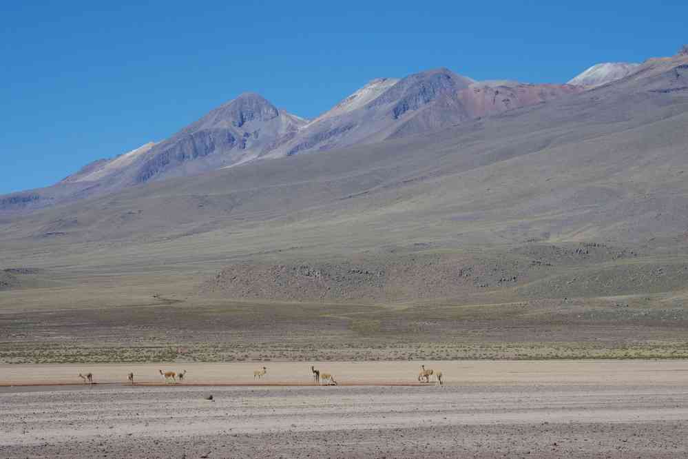 Route entre Arequipa et Chivay, le 5 août 2024. Troupeau de vigognes, et vue partielle sur le Nevado Chachani 6057 m