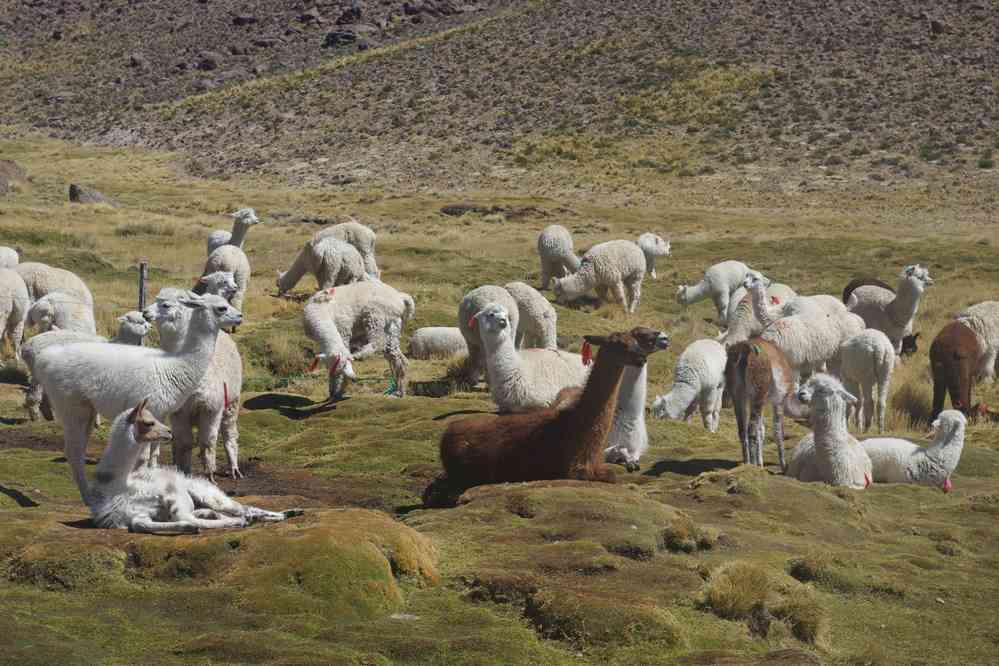 Route entre Arequipa et Chivay, le 5 août 2024. Troupeau d’alpagas et de lamas