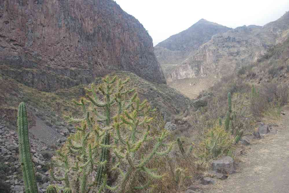 Randonnée dans le cañon de Colca, le 5 août 2024