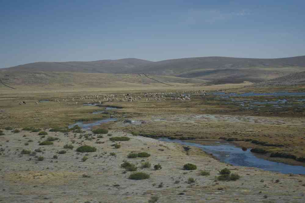 Troupeau d’alpagas sur l’altiplano, le 6 août 2024