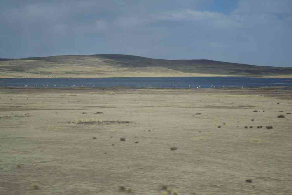 Flamants roses (peut-être la laguna Sacacane), le 6 août 2024