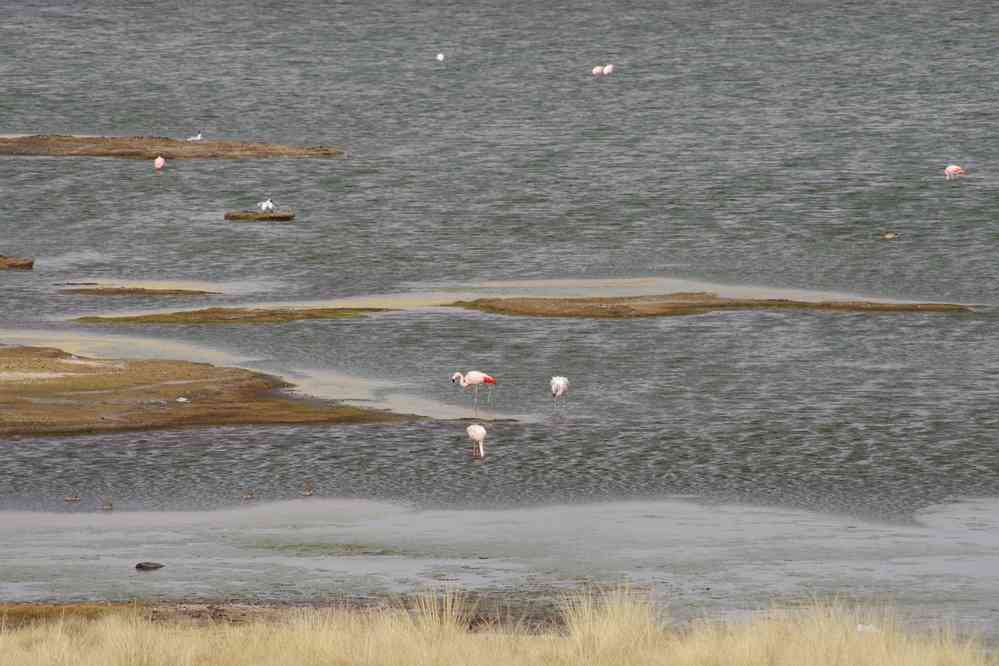 Flamants roses (peut-être la laguna Sacacane), le 6 août 2024
