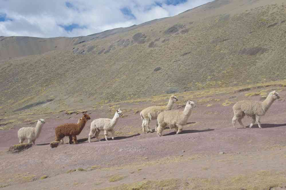 Descente du mont Vinikunka, le 9 août 2024. Troupeaux d’alpagas