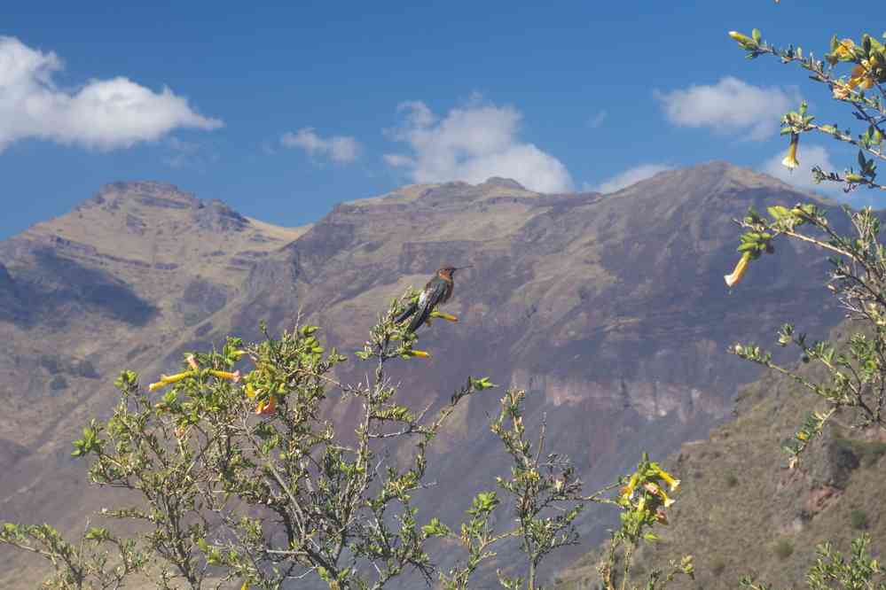 Visite du site archéologique de Pisac. (je n’ai pas l’appli pour en déterminer l’espèce), le 13 août 2024