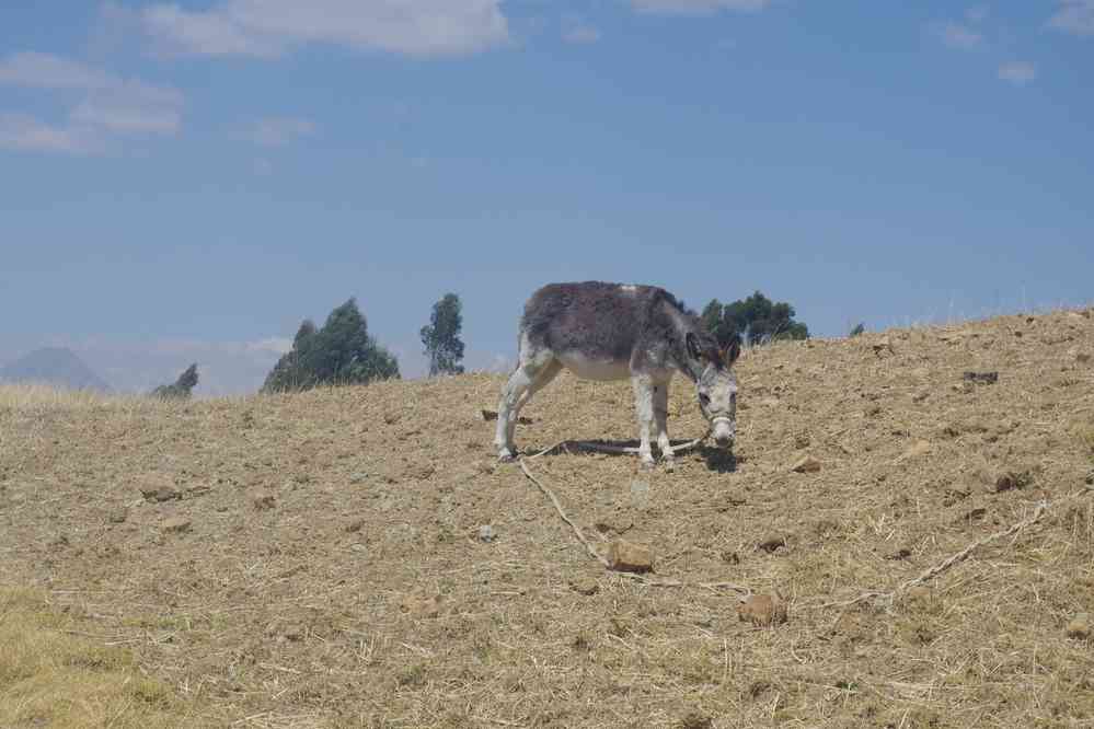 Environs de Huaraz ; randonnée en cordillère Noire. Près du lac Wilcacocha où nous nous rendons, le 17 août 2024