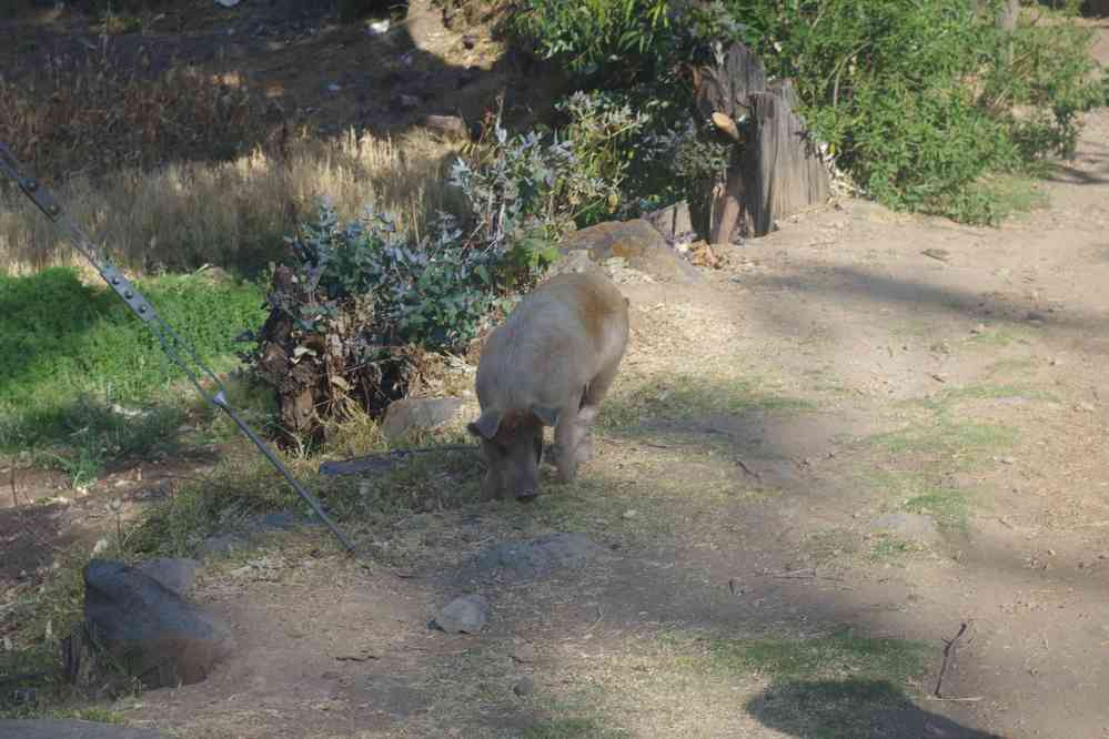 Environs de Huaraz ; randonnée en cordillère Noire, le 17 août 2024