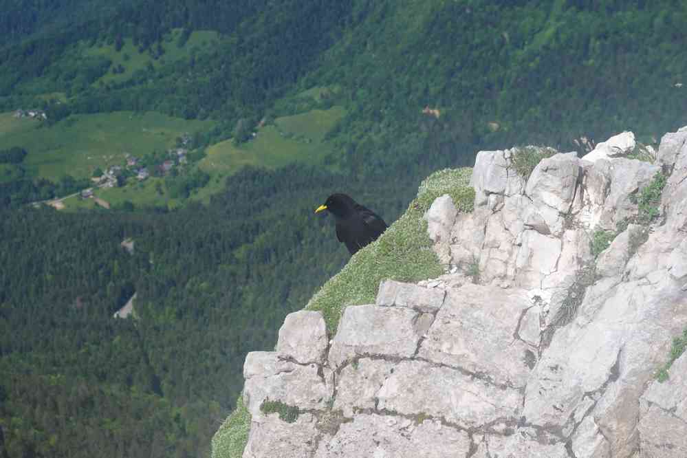 Chocard à bec jaune. Le samedi 31 mai 2025